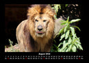 Löwen in der Wildnis Fotokalender 2026 - 8