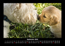 Hunde Fotokalender 2026 - 9