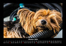 Hunde Fotokalender 2026 - 10
