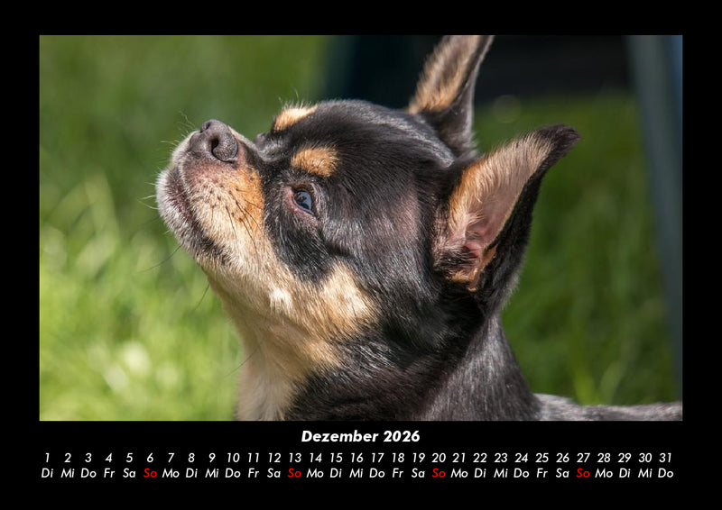 Hunde Fotokalender 2026 - 12