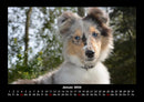Hunde Fotokalender 2026 - 1