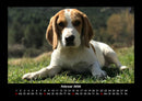 Hunde Fotokalender 2026 - 2