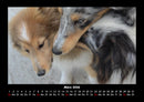 Hunde Fotokalender 2026 - 3