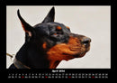 Hunde Fotokalender 2026 - 4