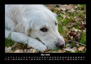 Hunde Fotokalender 2026 - 5