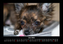Hunde Fotokalender 2026 - 6
