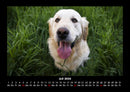 Hunde Fotokalender 2026 - 7