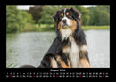 Hunde Fotokalender 2026 - 8