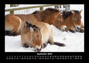 Pferdetraum Fotokalender 2026 - 9