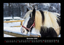 Pferdetraum Fotokalender 2026 - 11