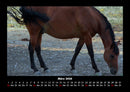 Pferdetraum Fotokalender 2026 - 3