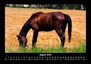 Pferdetraum Fotokalender 2026 - 8