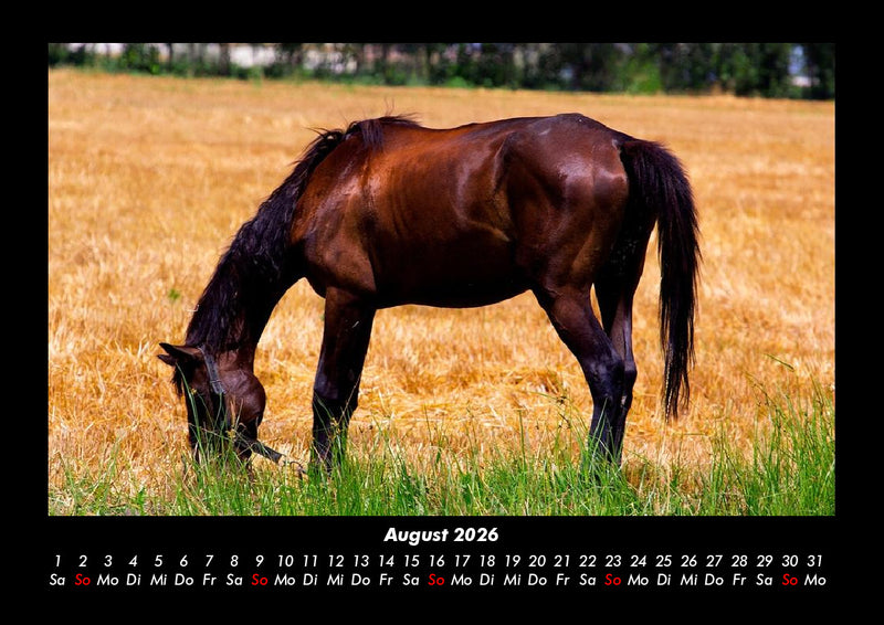 Pferdetraum Fotokalender 2026 - 8
