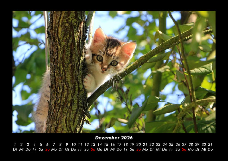 Bäume Fotokalender 2026 - 12