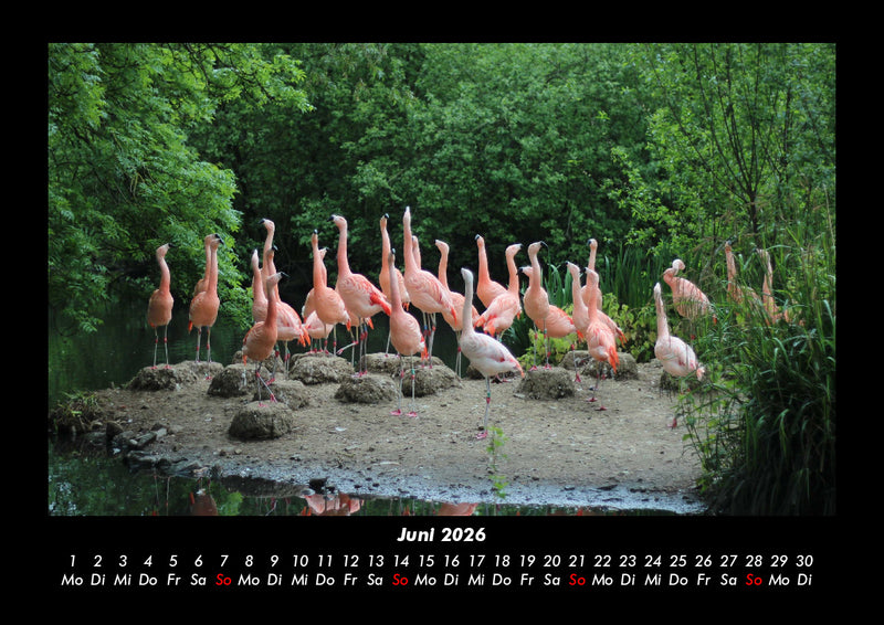 Bäume Fotokalender 2026 - 6