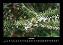Bäume Fotokalender 2026 - 7