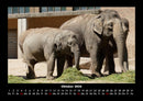 Der Elefantenkalender Fotokalender 2026 - 10