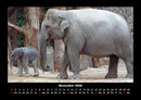 Der Elefantenkalender Fotokalender 2026 - 11
