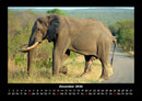 Der Elefantenkalender Fotokalender 2026 - 12
