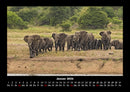 Der Elefantenkalender Fotokalender 2026 - 1