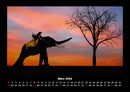 Der Elefantenkalender Fotokalender 2026 - 3