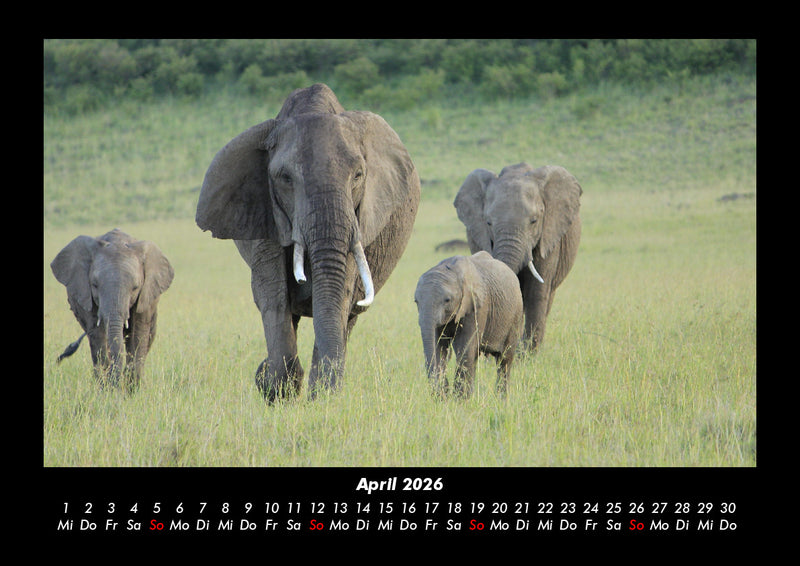 Der Elefantenkalender Fotokalender 2026 - 4