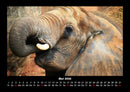 Der Elefantenkalender Fotokalender 2026 - 5