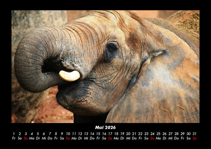 Der Elefantenkalender Fotokalender 2026 - 5
