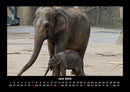 Der Elefantenkalender Fotokalender 2026 - 6