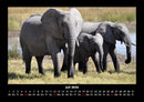 Der Elefantenkalender Fotokalender 2026 - 7