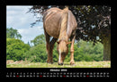 Die Welt der Pferde Fotokalender 2026 - 10