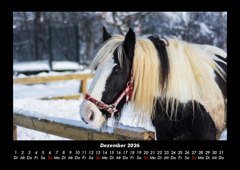 Die Welt der Pferde Fotokalender 2026 - 12