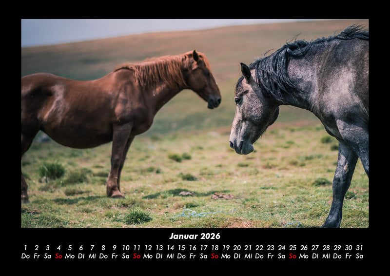 Die Welt der Pferde Fotokalender 2026 - 1