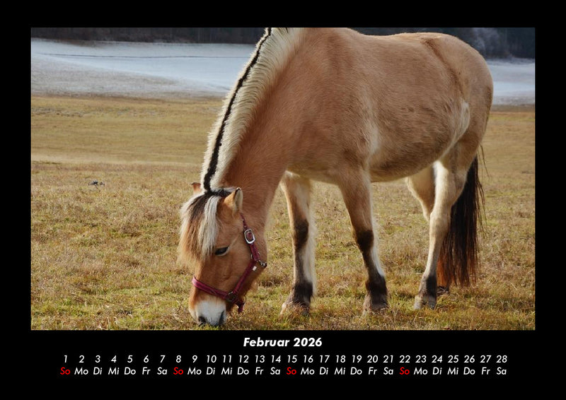 Die Welt der Pferde Fotokalender 2026 - 2