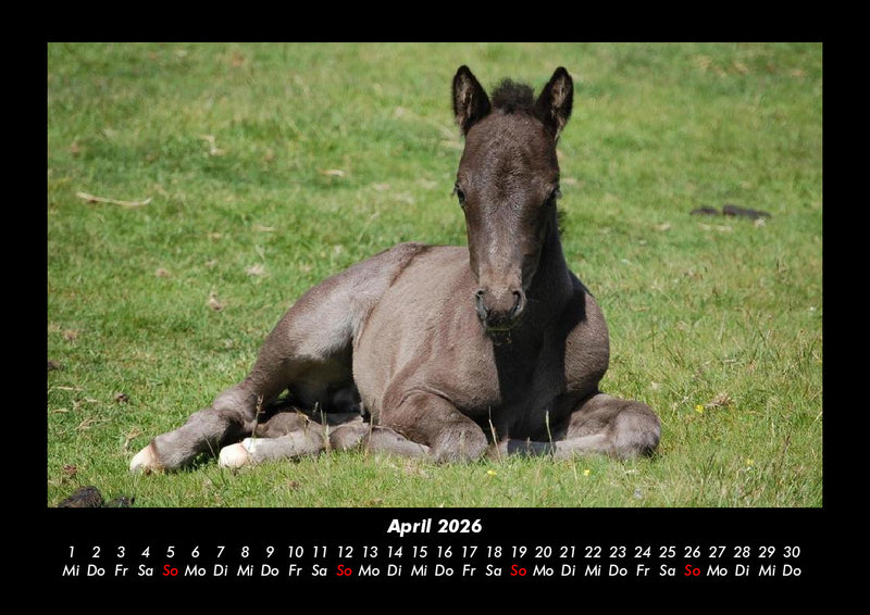 Die Welt der Pferde Fotokalender 2026 - 4