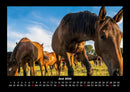 Die Welt der Pferde Fotokalender 2026 - 6