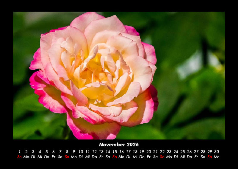 Blumenkalender Fotokalender 2026 - 11