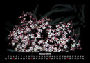 Blumenkalender Fotokalender 2026 - 1