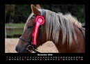 Pferde Kalender Fotokalender 2026 - 11