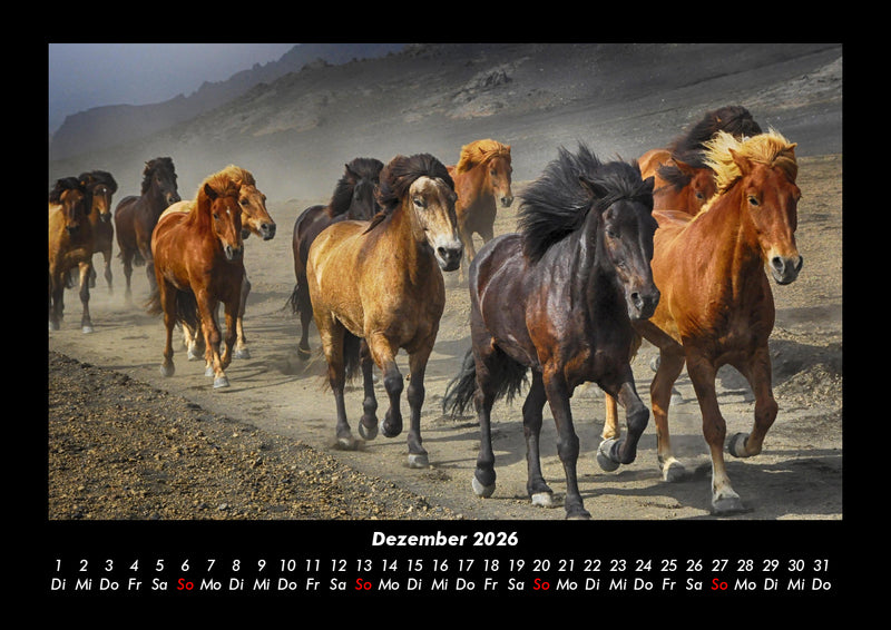 Pferde Kalender Fotokalender 2026 - 12