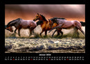 Pferde Kalender Fotokalender 2026 - 1