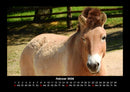 Pferde Kalender Fotokalender 2026 - 2