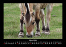 Pferde Kalender Fotokalender 2026 - 3
