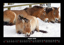 Pferde Kalender Fotokalender 2026 - 8