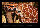 Giraffen Fotokalender 2026 - 9
