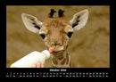 Giraffen Fotokalender 2026 - 10