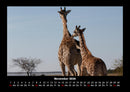 Giraffen Fotokalender 2026 - 11
