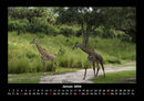 Giraffen Fotokalender 2026 - 1