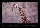Giraffen Fotokalender 2026 - 3