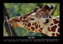 Giraffen Fotokalender 2026 - 5